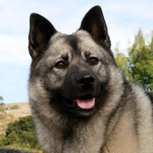 Elkhound sales